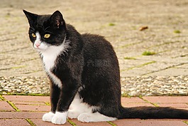 貓,宿醉,年輕的動物