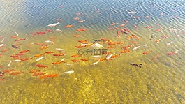 錦鯉,金魚,水