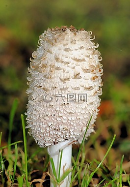 腿蘑,蘑菇,白