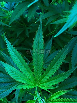 大麻,麻,工廠