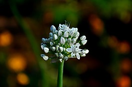 花,白,開(kāi)花