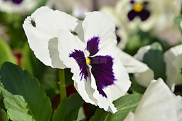 花,潘茜,春天