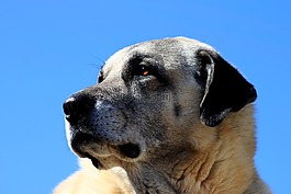 狗,動物,寵物