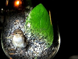 麻雀,斯珀林,鳥