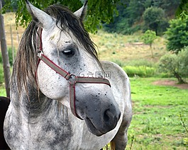 馬,動物,性質