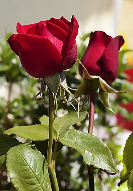 玫瑰,花,紅色