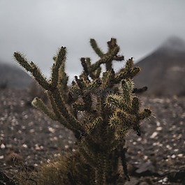 仙人掌,植物,自然