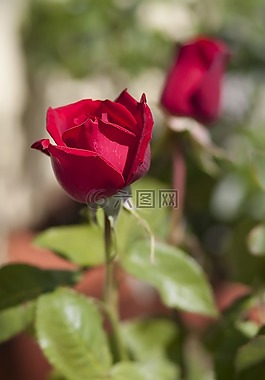 玫瑰,性質(zhì),玫瑰花瓣