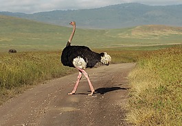 鴕鳥,花束,鳥