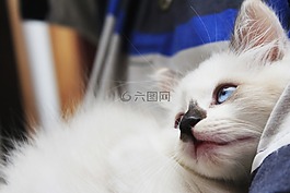 貓,可愛,白