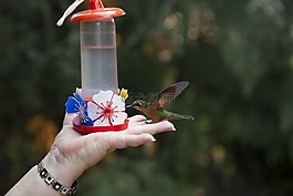 鳥,蜂鳥,自然