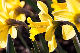 水仙 pseudonarcissus,喇叭水仙,ostergloeckchen