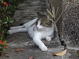 動物,貓,寵物