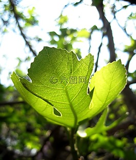 葉,新,綠色