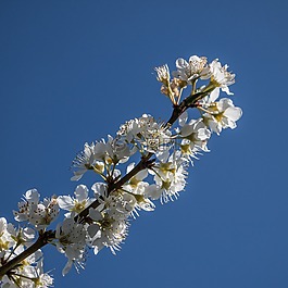 花,黄,鲜花
