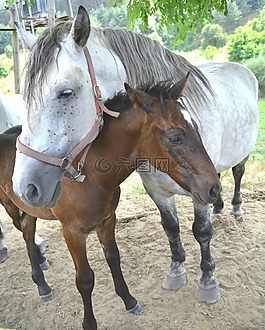 動物,小馬,馬
