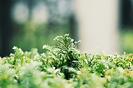 绿色,植物,环境