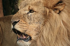 獅子,動(dòng)物園,非洲