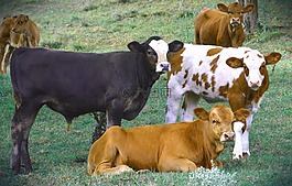 動物,噓,馬特里