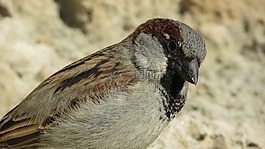 麻雀,鳥,動物