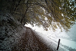 路,森林,樹