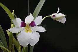 蘭花,花,性質(zhì)