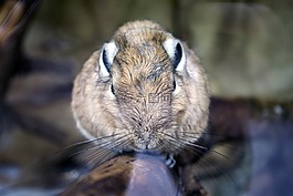 野獸,動物園,動物