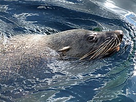 羅貝,海狗 arctocephalinae,otariidae 家族的耳密封