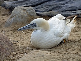北鰹桑 bassana,海鳥,鳥