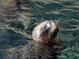 羅貝,海獅 otarriinae,otariidae 家族的耳密封