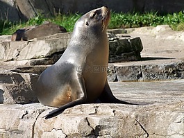 羅貝,海獅 otarriinae,動物