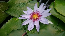 水中百合,夏天,花園