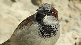 麻雀,鳥,動物