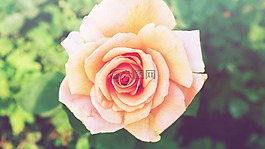 玫瑰,花,橙色