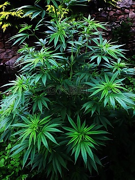 大麻,性質(zhì),花