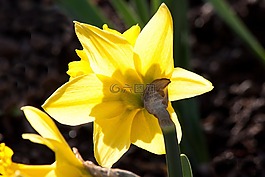 水仙 pseudonarcissus,喇叭水仙,ostergloeckchen