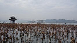 西湖,湖面,蓮葉