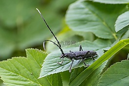 昆蟲,甲蟲,性質