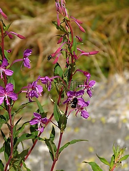 蜜蜂,開花,花