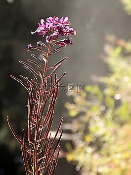 花,露珠,開花