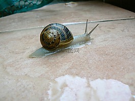 蝸牛,動物,目睹