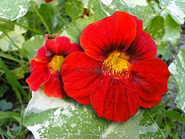 金蓮花,鮮花,紅色