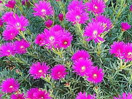 鮮花,春天,開花