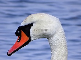 天鵝,動物,鳥