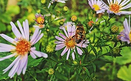 秋季,花卉,鮮花