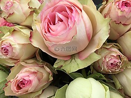 pinkroses,玫瑰,花