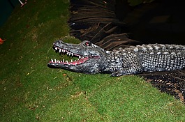 鱷魚,模型,爬行動物