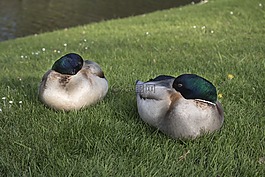 鴨,動物,綠色