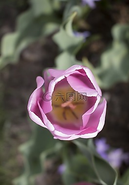 花,荷蘭,歐洲