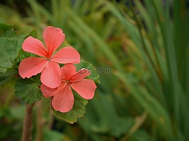 野花,粉色,性質(zhì)
